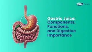 Gastric Juice  Components, Functions, and Digestive Importance