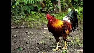 Ayam Kampung Chicken - Everything You Need To Know