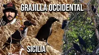 Grajilla occidental 4K (Coloeus monedula spermologus) Taccola eurasiatica, Eurasian Jackdaw, Dohle