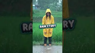 happy moment in the rice fields during heavy rain #asmr #ricefield #rain #shorts