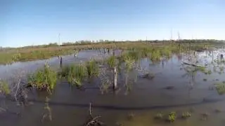 North Texas Retriever Trainers