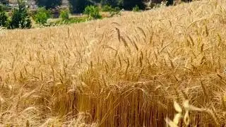 Golden Wheat Fields 🌾 Calm Nature Ambience