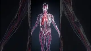 Do You know? where is heart | Heart Anatomy | #science #nursingdegree #cardiacnursing #cardiacnurse