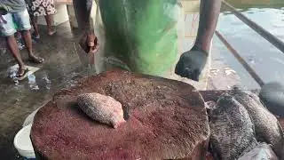 Professional Fish Cutting (BRONZE BREAM) 🔪🎣