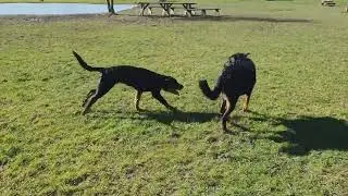 Densey & Darsey, Melle