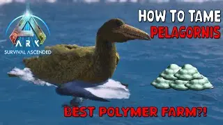 Ark Survival Ascended | How To Tame PELAGORNIS - Best Polymer Farming on The Island!
