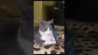 Cats can be helpful too.