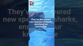 Protecting Our Oceans Worldwide
