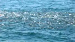 Thick Striper Frenzy R.I.AVI