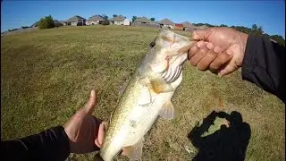 1v2 Pond Hopping Old Faithful vs The Others