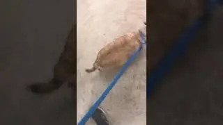 Copper Dog Meet