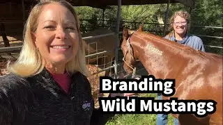 380 - How do you brand a wild mustang?
