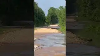 Deer in flood. #deer #fyp #ytshorts #shorts