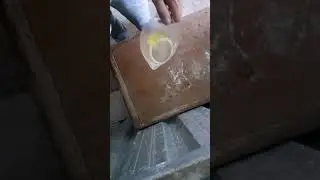 Preparacion para la muda jilguero mayor