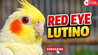 🔴 Live : Lutino Cockatiel Live Today | Red Eye Lutino Cockatiel 🐦 | Cute & Calm Live