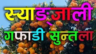 Syagjali Suntala | | यत्तिको गफ नलाई सुन्तला नै अमिलो हुन्छ | |  Orange Syangja | | Fun