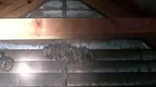 Madison MS Home Inspector, Beware of Unwelcome Critters living in your Attic!