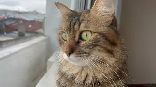 My cat likes to look out the window every day.