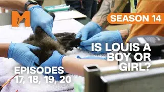 Is Capuchin Louis A Boy Or Girl in Monkey Life? | S14 E17, 18, 19 & 20 | Full Episodes