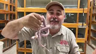 Hatching snake eggs.
