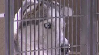 Free adoptions at Chicago Animal Care and Control weekend event