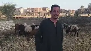 اسرار جديده فى تربيه قطيع نعاج الاغنام مع عبد الرحمن