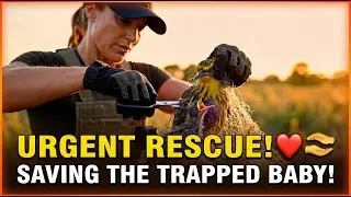 Rescue | Rescue mother bird and baby bird caught in net - Animal Rescue
