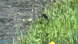 Common Grackle (Icteridae: Quiscalus quiscula) Foraging Male