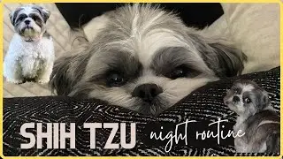 SHIH TZU NIGHT ROUTINE - DAY IN THE LIFE OF A SHIH TZU