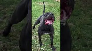 #pitbull#ukc #pit#pits#pitsofig#pitsofinstagram#pitbullpuppy#pitbulladvocate#pitbulllife#bull#bully