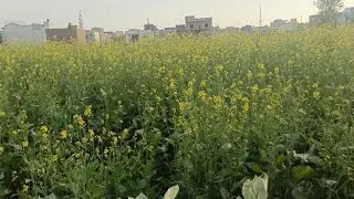 Ghar k kaam daire ka khoobsoorat nzare 2025||@Aqsakanwal-3i