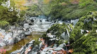 Mystical Forest Ambience - Flowing River and Singing Birds in a Secret Haven