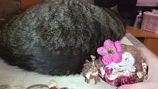 ВСПЛЫЛИ ВОСПОМИНАНИЯ!💞🥰МОИ СЛИВКИ-ЛЕНИВКИ!😺🌠