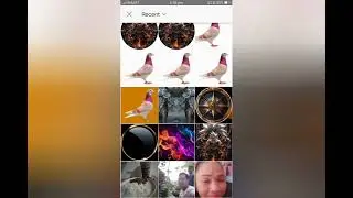 PIGEON LOGO TUTORIAL
