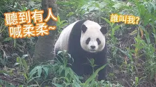 圓寶出外場總是聽到有人大喊柔柔，卻不知道是誰 Yuanbao always hears someone calling her by her nickname, 'Rourou' #panda
