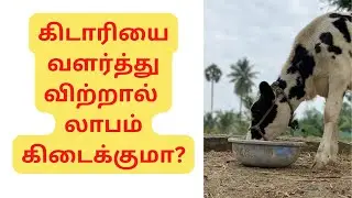 கிடாரியை வளர்த்து விற்றால் லாபம் கிடைக்குமா? @DairyFarmTips