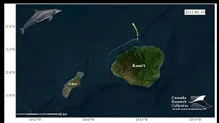 Satellite Tag Animation: Rough-Toothed Dolphin SbTag004
