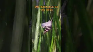 Assassin on the move!! #assassin #assassinsnail #aquarium