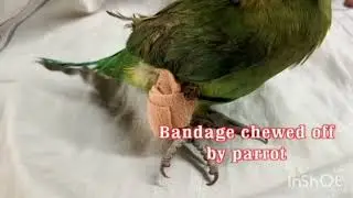 Parrot tibia fibula fracture management by using custom splint 
