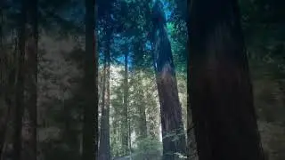 Giants of the Forest 🌲 | The Majestic Redwoods @ Savor Travel