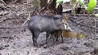O caititu e seus habitos, cateto, porco do mato, onde vive, o que comem, veja o v&iacute;deo