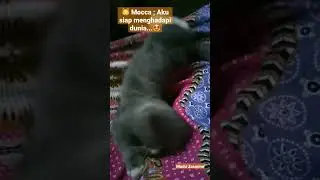 Yap..I am ready..! @MagnetWorld #ready #world #catlover by Madu Jasmine @incachannel-s7u