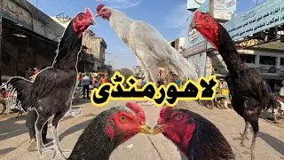 Sunday Aseel Murgh Mandi Larri Ada Lahore||PAPER WHITE HEERA SHAMO|| #shamoaseel @Sufyantariqpets 