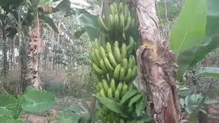 Rubber plantation/Saba Farm/Fruitatasan in SuanPhueng