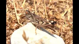 Moroccan Cross-backed Grasshopper Dociostaurus maroccanus, male, itching and singing