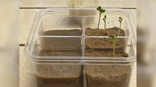 At-Home NASA Experiment Finds Radishes Might Grow in Lunar Soil