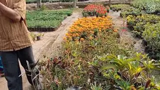 DREAM FLOWER NURSERY KHANAPARA🌸🌺🌹🥀🌻🌼🌷🌿🌱🌲🌳🍁🍂🌹🌹🌻🌻🌷🌷