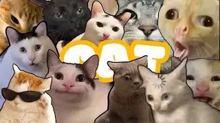 Funniest Cats on the Internet 🐱🤣 ##funny #meme #cats #trending