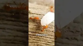 Why do ants love sugar? 🤨 #shorts