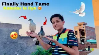 Finally Hand Tame Kabutar Le Liye 😍